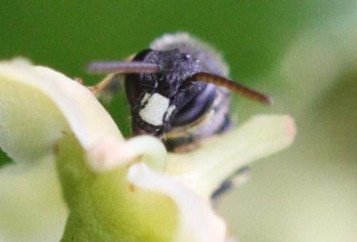 Hylaeus sp.